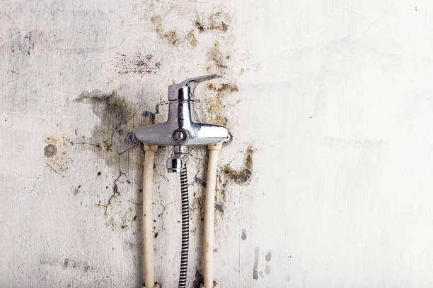  Thruston, KY Mold Removal Pros