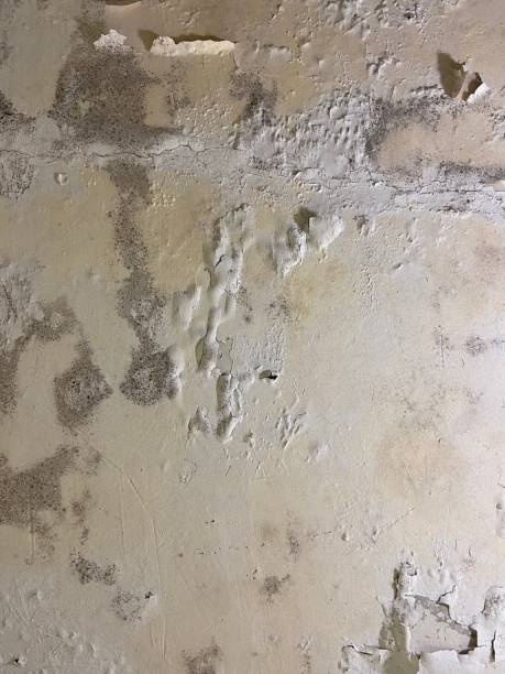 Best Preventive Mold Services in Thruston, KY