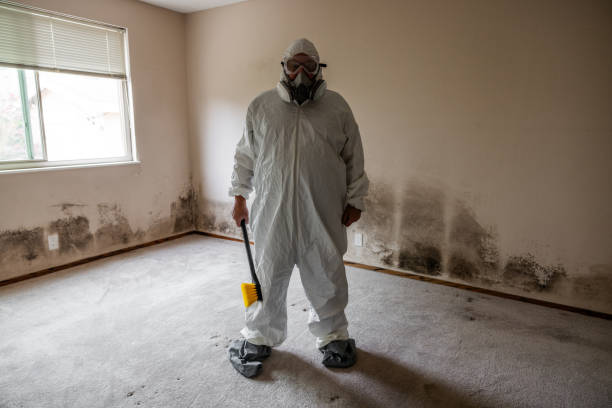 Best Basement Mold Remediation in Thruston, KY