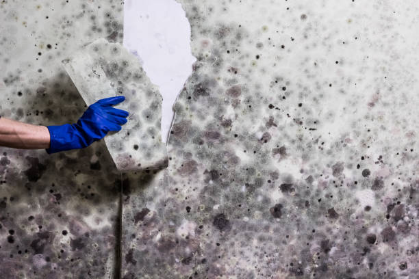 Best Localized Mold Remediation (e.g., coastal areas, humid climates) in Thruston, KY